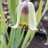 Рябчик остролепестный или иглолепестный, Fritillaria acmopetala - Рябчик остролепестный или иглолепестный, Fritillaria acmopetala, цветок