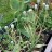 Рябчик остролепестный или иглолепестный, Fritillaria acmopetala - Рябчик остролепестный или иглолепестный, Fritillaria acmopetala, коробочки с семенами.