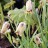 Рябчик остролепестный или иглолепестный, Fritillaria acmopetala - Рябчик остролепестный или иглолепестный, Fritillaria acmopetala, цветение.