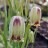 Рябчик остролепестный или иглолепестный, Fritillaria acmopetala - Рябчик остролепестный или иглолепестный, Fritillaria acmopetala, цветки.