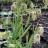 Рябчик остролепестный или иглолепестный, Fritillaria acmopetala - Рябчик остролепестный или иглолепестный, Fritillaria acmopetala, общий вид.