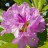 Рододендрон катевбинский, вечнозеленый, Rhododendron catawbiense - Рододендрон кэтевбинский, вечнозеленый, Rhododendron catawbiense, цветки.