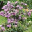 Рододендрон катевбинский, вечнозеленый, Rhododendron catawbiense - Рододендрон кэтевбинский, вечнозеленый, Rhododendron catawbiense. Куст.