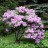 Рододендрон катевбинский, вечнозеленый, Rhododendron catawbiense - Рододендрон катевбинский, вечнозеленый, Rhododendron catawbiense