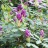 Рододендрон катевбинский, вечнозеленый, Rhododendron catawbiense - Рододендрон кэтевбинский, вечнозеленый, Rhododendron catawbiense, бутоны.