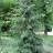 Ель сербская, Picea omorica,   сеянцы отборной формы из арборетума "Mustila" - Ель сербская, Picea omorica