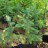 Ель сербская, Picea omorica,   сеянцы отборной формы из арборетума "Mustila" - Picea omorica  Mustila