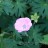 Герань кроваво-красная, розовые цветки, Geranium sanguineum - Герань кроваво-красная, розовые цветки, Geranium sanguineum, цветок.