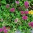 Набор многолетников №4, 5 растений, скидка 30% - Очиток или седум ложный, Sedum spurium
