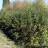 Бирючина,  Ligustrum vulgare  сеянцы с севера Китая - Бирючина,  Ligustrum vulgare, зеленая изгородь.