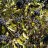 Бирючина,  Ligustrum vulgare  сеянцы с севера Китая - Бирючина,  Ligustrum vulgare, плоды.