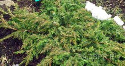 Можжевельник прибрежный "Шлягер", Juniperus conferta "Schlager"