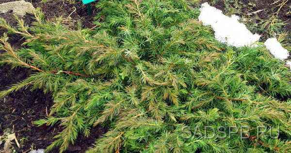 Можжевельник прибрежный &quot;Шлягер&quot;, Juniperus conferta &quot;Schlager&quot; Низкий, стелющийся можжевельник с ярко зеленой хвоей.
- Образует плоские, разрастающиеся куртины высотой около 20 см.
- Зимостоек и устойчив к весеннему "подгоранию".
- Давно и хорошо растет у нас в саду.