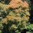 Скумпия кожевенная или париковое дерево, Cotinus coggygria -  Cotinus coggygria