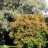 Скумпия кожевенная или париковое дерево, Cotinus coggygria - Скумпия кожевенная или париковое дерево, Cotinus coggygria