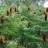 Сумах пушистый или оленерогий, (уксусное дерево), Rhus typhina - Сумах пушистый или оленерогий, (уксусное дерево), Rhus typhina