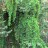 Виноград  девичий пятилисточковый, Parthenocissus quinquefolia  - Виноград  девичий пятилисточковый, Parthenocissus quinquefolia Виноград девичий на дереве.

 