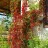 Виноград  девичий пятилисточковый, Parthenocissus quinquefolia  - Виноград  девичий пятилисточковый, Parthenocissus quinquefolia. Осенняя окраска.
 