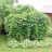 Виноград  девичий пятилисточковый, Parthenocissus quinquefolia  - Виноград  девичий пятилисточковый, Parthenocissus quinquefolia.ание туалета и душа. 