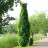 Виноград  девичий пятилисточковый, Parthenocissus quinquefolia  - Виноград  девичий пятилисточковый, Parthenocissus quinquefolia, обвивающий столб в парке.