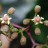 Виноград  девичий пятилисточковый, Parthenocissus quinquefolia  - Виноград  девичий пятилисточковый, Parthenocissus quinquefolia. Цветки.
