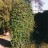 Виноград  девичий пятилисточковый, Parthenocissus quinquefolia  - Виноград  девичий пятилисточковый, Parthenocissus quinquefolia на столбе.