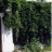Виноград  девичий пятилисточковый, Parthenocissus quinquefolia  - Виноград  девичий пятилисточковый, Parthenocissus quinquefolia на стене дома.