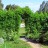 Виноград  девичий пятилисточковый, Parthenocissus quinquefolia  - Виноград  девичий пятилисточковый, Parthenocissus quinquefolia. Арка и стенка из винограда.