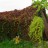 Виноград  девичий пятилисточковый, Parthenocissus quinquefolia  - Виноград  девичий пятилисточковый, Parthenocissus quinquefolia, навес из девичьего винограда.
