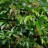 Виноград  девичий пятилисточковый, Parthenocissus quinquefolia  - Виноград  девичий пятилисточковый, Parthenocissus quinquefolia, завязались ягоды.