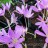 Набор многолетников №6, 5 растений, скидка 30% - Безвременник византийский, Colchicum × byzantinum