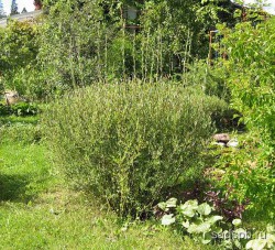 Ива пурпурная, Salix purpurea