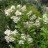 Гортензия метельчатая "Мустила", Нydrangea paniculata "Mustila" - Гортензия метельчатая "Мустила", Нydrangea paniculata "Mustila", цветение.