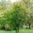Клекачка перистая, Staphylea pinnata, местная устойчивая форма  - Клекачка перистая, устойчивая местная форма, Staphylea pinnata