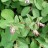 Снежноягодник,  Symphoricarpos albus - Снежноягодник,  Symphoricarpos albus цветение