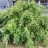 Снежноягодник белый,  Symphoricarpos albus - Снежноягодник белый,  Symphoricarpos albus летом