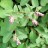 Снежноягодник белый,  Symphoricarpos albus - Снежноягодник белый,  Symphoricarpos albus