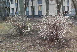 Снежноягодник белый,  Symphoricarpos albus