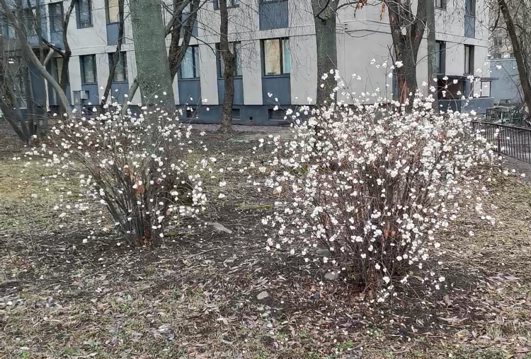 Снежноягодник белый,  Symphoricarpos albus Эффектный и популярный у дизайнеров, зимостойкий декоративный кустарник. Название дано из-за белых ягод, украшающих кусты всю зиму.
- Высота 1-1,5 метра.
- Обильно цветет розовыми цветами.
- После цветения образуются множество белых шаровидных плодов, которые очень долго, до конца зимы, сохраняются на растении.
- Со временем, плоды постепенно розовеют.
- Весьма зимостоек и хорошо формуется.
- Подходит для создания невысоких зеленых бордюров и стенок.

Наше видео о снежноягоднике белом: 
    
        
            
                                        

       

