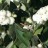 Снежноягодник,  Symphoricarpos albus - Снежноягодник, Symphoricarpos albus, ветвь с плодами