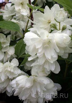 Жасмин (чубушник) "Сноубелле", Phladelphus (Jasmine) x hybrida "Snowbelle"