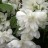 Жасмин (чубушник) "Сноубелле", Phladelphus (Jasmine) x hybrida "Snowbelle" - Phladelphus_Snowbelle_flowers_3ve5p0uvt.jpg