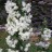 Жасмин (чубушник) "Сноубелле", Phladelphus (Jasmine) x hybrida "Snowbelle" - Phladelphus_Snowbelle_pondbx8rs9m4.jpg