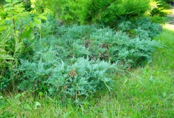 Можжевельник виргинский "Грей Овл", Juniperus virginiana "Grey Owl"(Серая Сова)