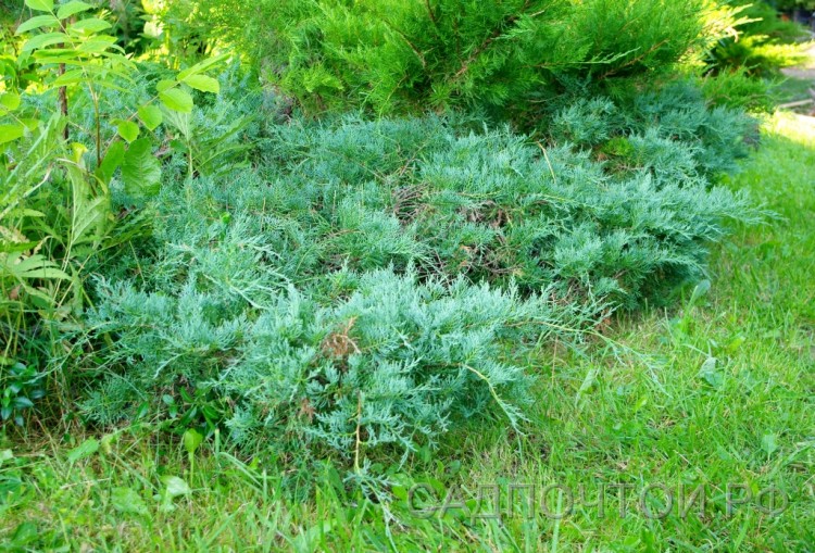 Можжевельник виргинский &quot;Грей Овл&quot;, Juniperus virginiana &quot;Grey Owl&quot;(Серая Сова) Стелющийся можжевельник с серо-голубой хвоей, устойчивый и неприхотливый.
- Образует плоские разрастающиеся голубоватые куртины 20-30 см высотой.
- Без обрезки расширяется в стороны острыми выступами растущих вбок побегов. Стрижка позволяет выровнять как края, так  и верх и сформировать таким образом аккуратное плато заданной формы и высоты.
- "Grey Owl" совершенно  зимостоек в Петербурге и не склонен к подгоранию.