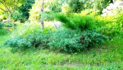 Можжевельник виргинский "Грей Овл", Juniperus virginiana "Grey Owl"(Серая Сова)