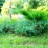 Можжевельник виргинский "Грей Овл", Juniperus virginiana "Grey Owl"(Серая Сова) - Можжевельник виргинский "Грей Овл", Juniperus virginiana "Grey Owl"(Серая Сова)