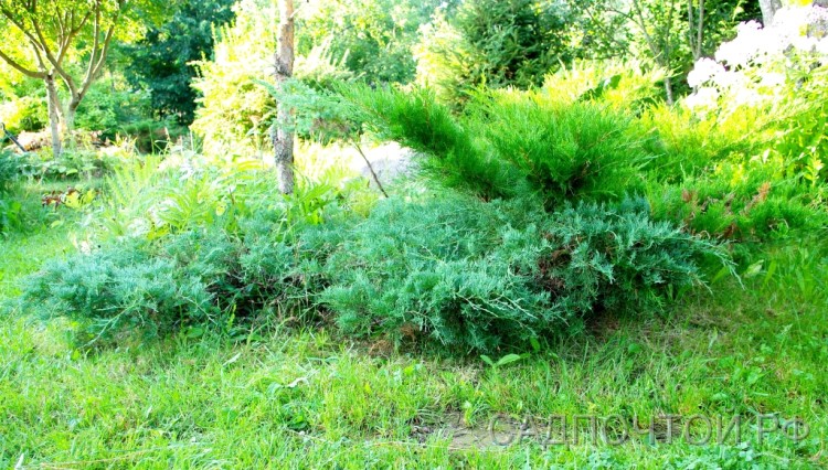 Можжевельник виргинский &quot;Грей Овл&quot;, Juniperus virginiana &quot;Grey Owl&quot;(Серая Сова) Стелющийся можжевельник с серо-голубой хвоей, устойчивый и неприхотливый.
- Образует плоские разрастающиеся голубоватые куртины 20-30 см высотой.
- Без обрезки расширяется в стороны острыми выступами растущих вбок побегов. Стрижка позволяет выровнять как края, так  и верх и сформировать таким образом аккуратное плато заданной формы и высоты.
- "Grey Owl" совершенно  зимостоек в Петербурге и не склонен к подгоранию.