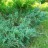 Можжевельник виргинский "Грей Овл", Juniperus virginiana "Grey Owl"(Серая Сова) - Можжевельник виргинский "Грей Овл", Juniperus virginiana "Grey Owl"(Серая Сова), ветвь.
