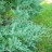 Можжевельник виргинский "Грей Овл", Juniperus virginiana "Grey Owl"(Серая Сова) - Можжевельник виргинский "Грей Овл", Juniperus virginiana "Grey Owl"(Серая Сова)